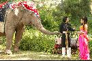 Elephant Princess